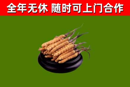 大邑县烟酒回收冬虫夏草.jpg