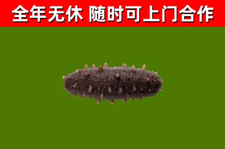 大邑县烟酒回收干海参.jpg
